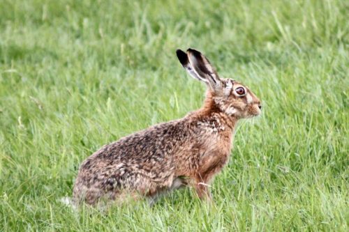 23-24 Giugno | 8° prova libera con cani da seguita su lepre 23-24 Giugno | 8° prova libera con cani da seguita su lepre