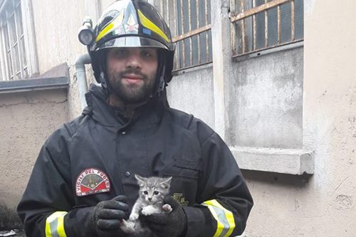 Lumezzane, i Vigili del Fuoco salvano 4 gattini, che ora cercano casa!