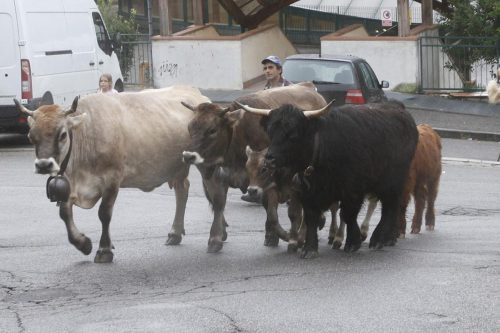 Transumanza ieri e oggi: a Lumezzane l’ultimo mandriano della valle