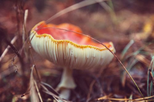 18 Marzo | “Determinazione dei funghi”, incontro al Museo di Scienze Naturali