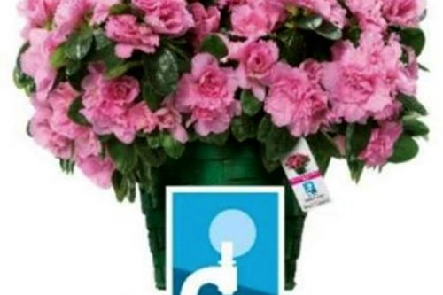 Oggi un’azalea “fuori dal comune”