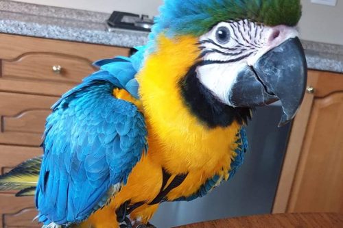 Smarrito Ara Ararauna, rischia il penale chi lo tiene Smarrito Ara Ararauna, rischia il penale chi lo tiene