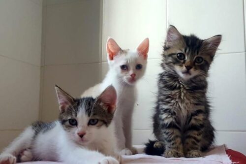 In Valtrompia Continua l’Abominevole Abbandono dei Gattini nei Cassonetti