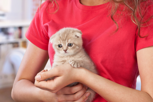 Volontari cercasi al gattile Volontari cercasi al gattile