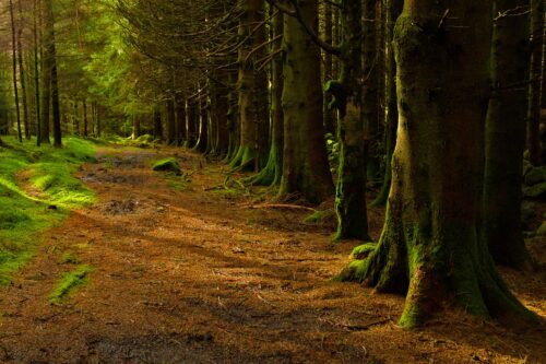 Consorzio Forestale Valtrompia per la cura del verde