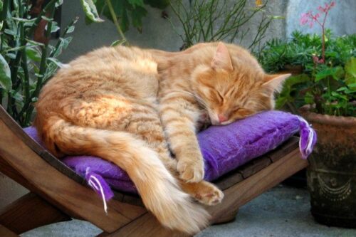 Coccole e carezze: il 15 ottobre open day del gattile