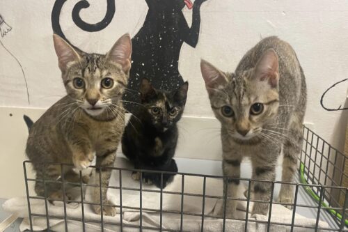 Una giornata di solidarietà al gattile di Lumezzane